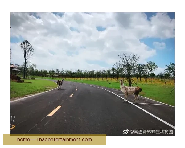 森林队违规遭处罚扣分 引发联赛积分风波讨论
